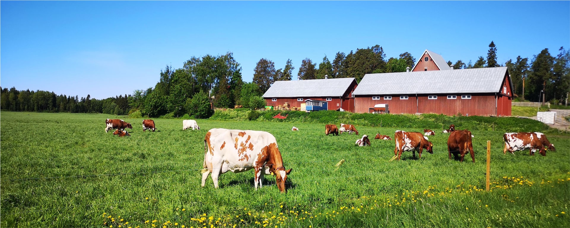 كيف ساعدنا مستثمراً في تحسين إدارة خيول عربية أصيلة